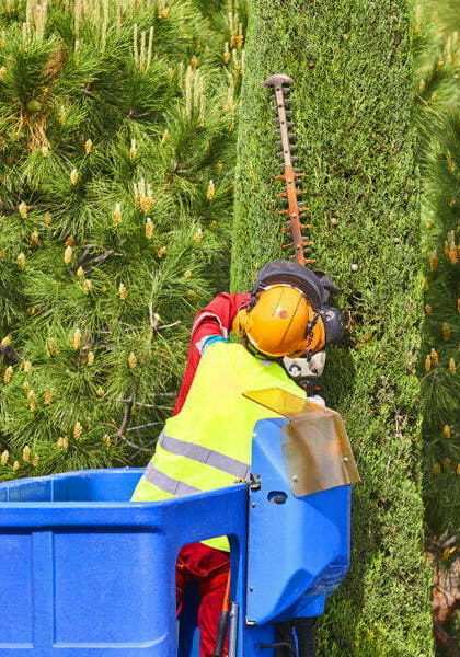 Gardener pruning a cypress on a crane. Seasonal trees maintenance